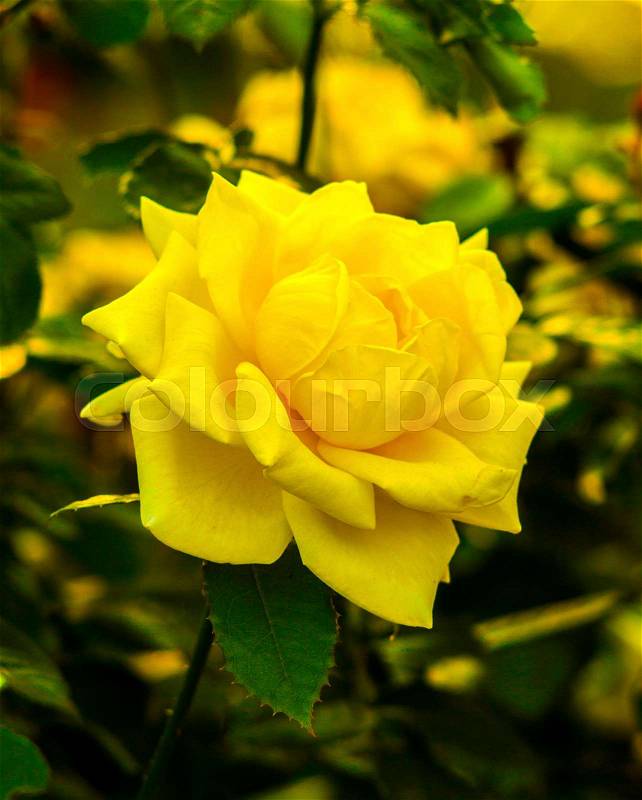 Yellow roses. Beautiful yellow rose flower in a garden. rose flower, stock photo