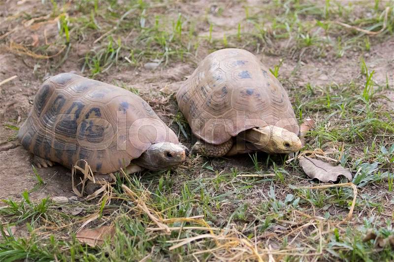 Image of a two turtle on the ground. (Geochelone sulcata) Reptile, stock photo