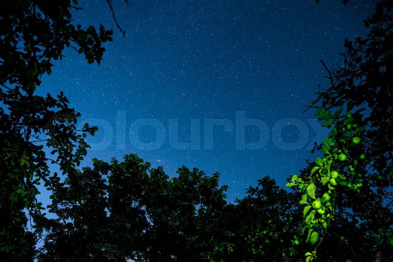 Blue dark night sky with many stars above field of trees. Milkyway cosmos background, stock photo