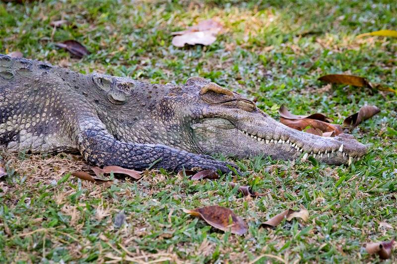 Image of a crocodile on the grass. Reptile Animals, stock photo