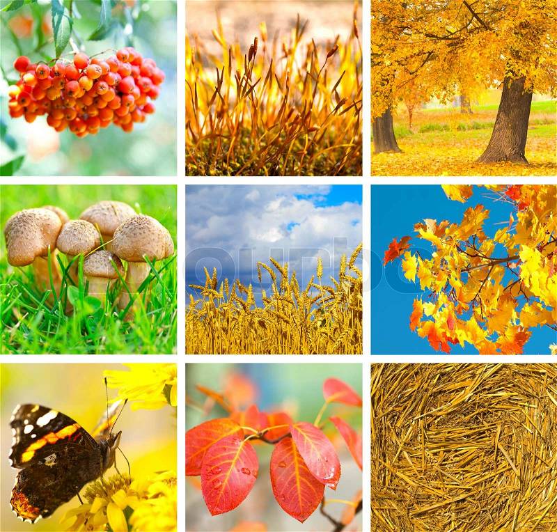 Autumn collage showing different autumn pictures, stock photo