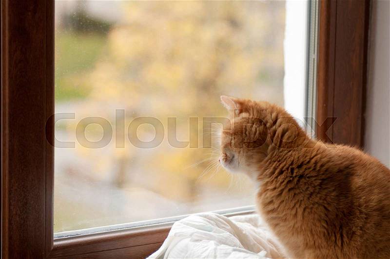 Red cat stares outside the window, stock photo