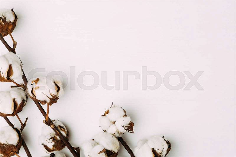 Flowers of cotton on white background. Floral composition, top view with copy space, stock photo