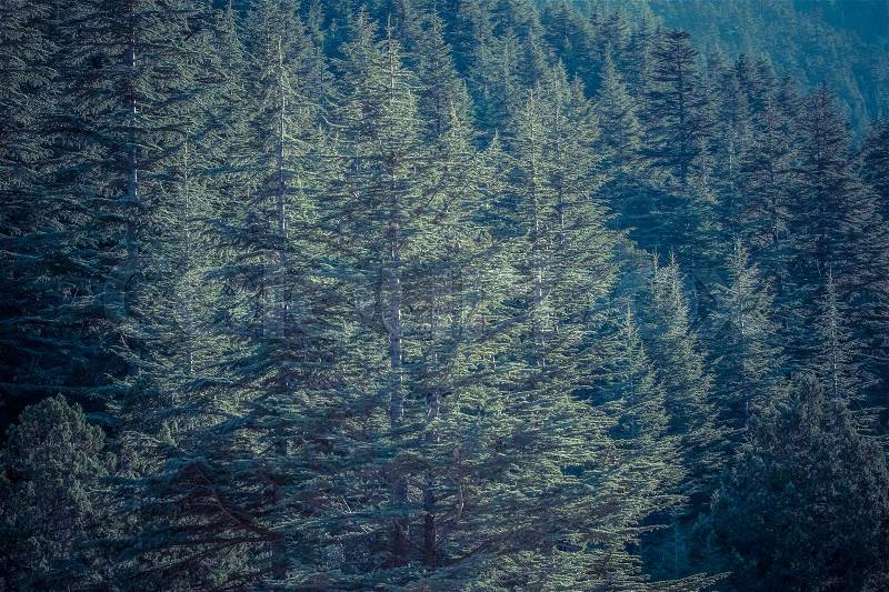 Lebanese cedar tree the forest in the mountains, Turkey, stock photo