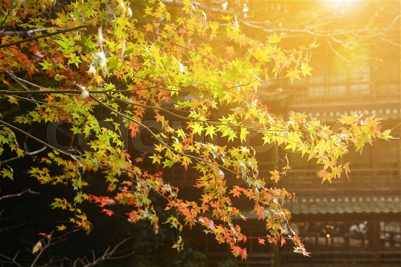 The beautiful autumn color of Japan maple leaves on tree with morning sunlight, stock photo