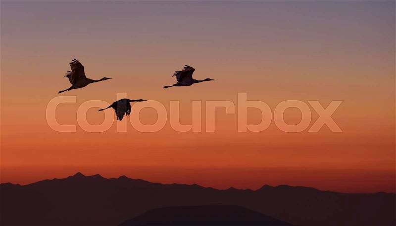 Birds flying against sunset sky in the background environment or ecology concept, stock photo