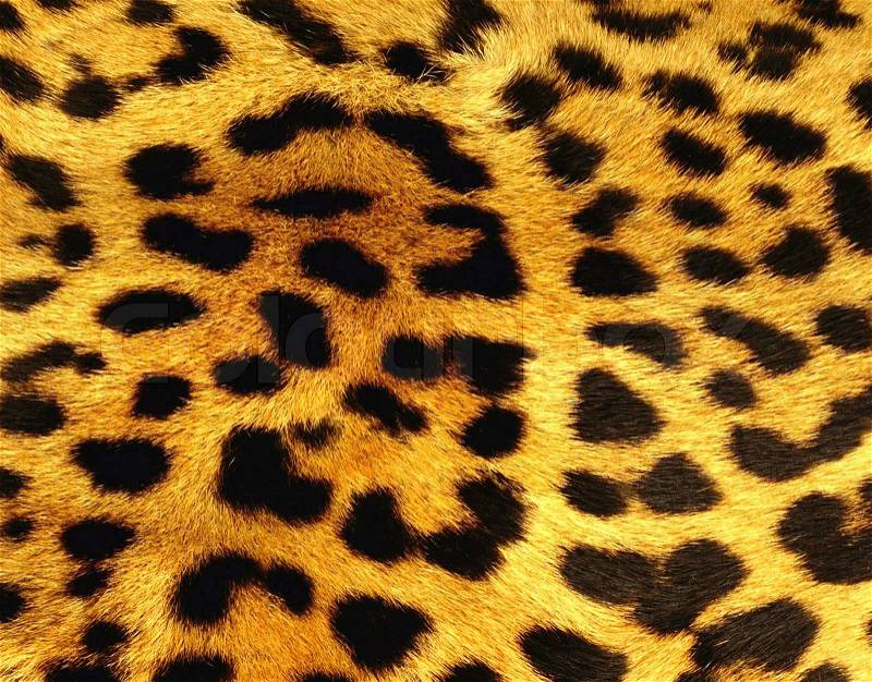 Leopard skin texture, stock photo