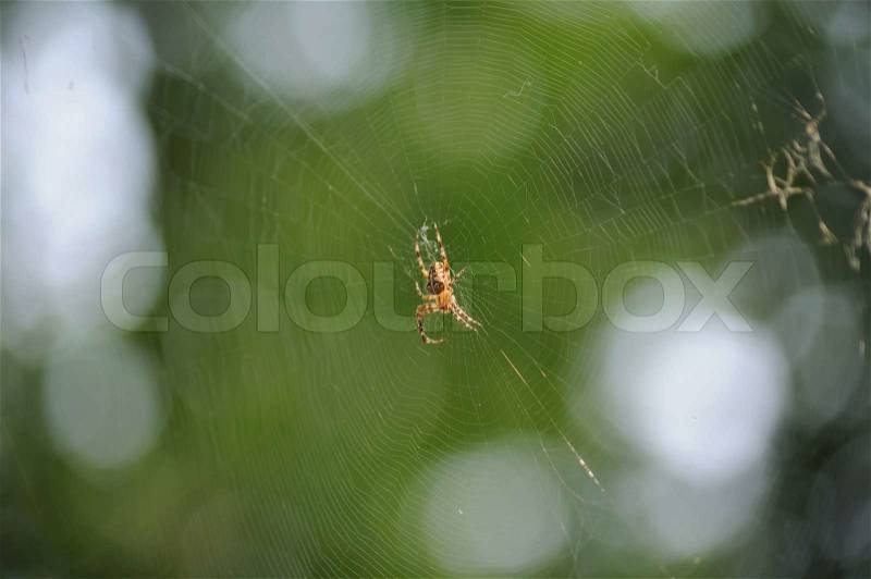 Spider in the center of its web, stock photo