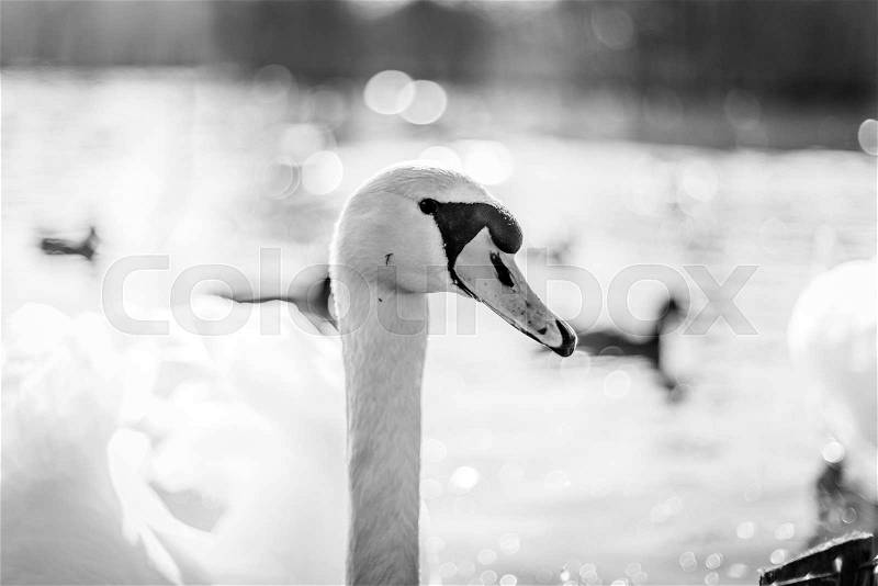 Swan in a lake in monochrome colors with close-up pf the head from the side, stock photo