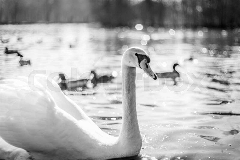 Wild birds in a lake in monochrome colors with a large white swan swimming in the cold water, stock photo