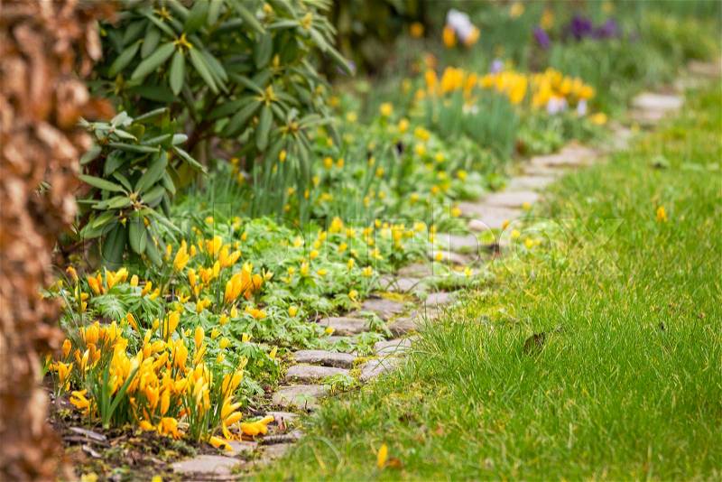 Spring flowers in a garden in beautiful springtime colors with crocus and eranthis flowers, stock photo