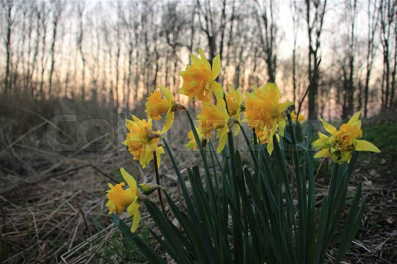 At the foreground blooming daffodils and in the background trunks of the trees in the park at the country side at sunset in the soft winter, stock photo