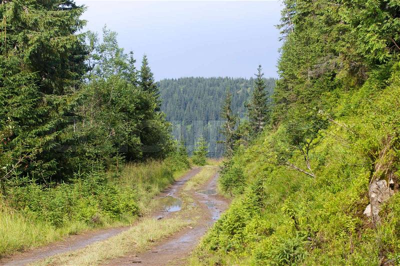 Spruce fir forest in the Ukrainian Carpathians. Sustainable clear ecosystem. Direction. dirt road, stock photo