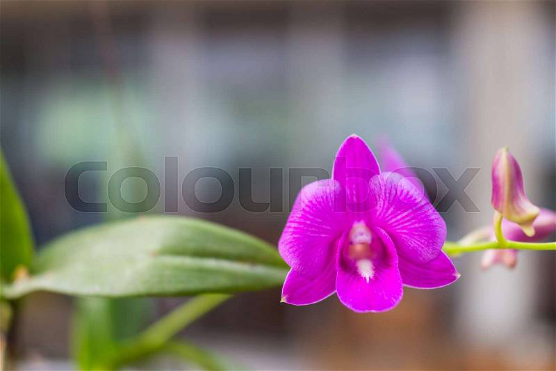 Purple , Violet or pink orchids. The queen of flowers. Orchid in tropical garden. Orchid in nature, stock photo