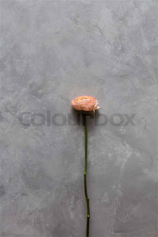 One rose represented on grey background alone. Beautiful rose without any leaves. Copy space may be used for your ideas or emotions, stock photo