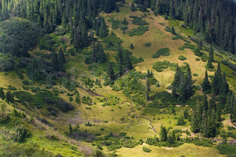 Spruce fir forest in the Ukrainian Carpathians. Sustainable clear ecosystem. Direction. dirt road, stock photo