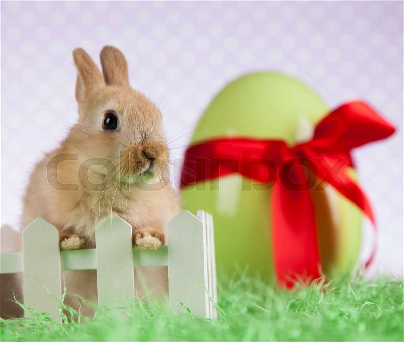 Bunny, rabbit and easter eggs, stock photo