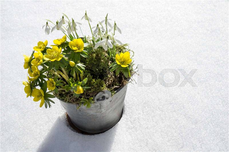 The first signs of spring. Winter aconite and snowdrops in a zinc pot stands in fresh snow, stock photo