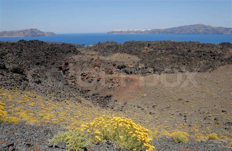 Yellow flowers on the volcanic island Nea Kameni Greece, stock photo