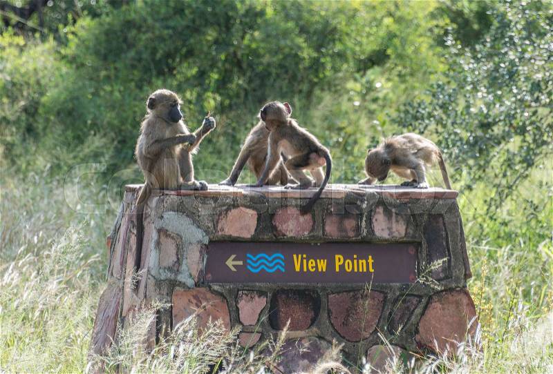 Group young monkeys laying on the view point national reserve kruger park south africa, stock photo