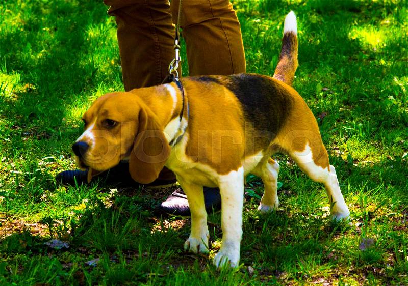 Beagle. Dog beagle. Beagle puppy sitting on green grass, stock photo