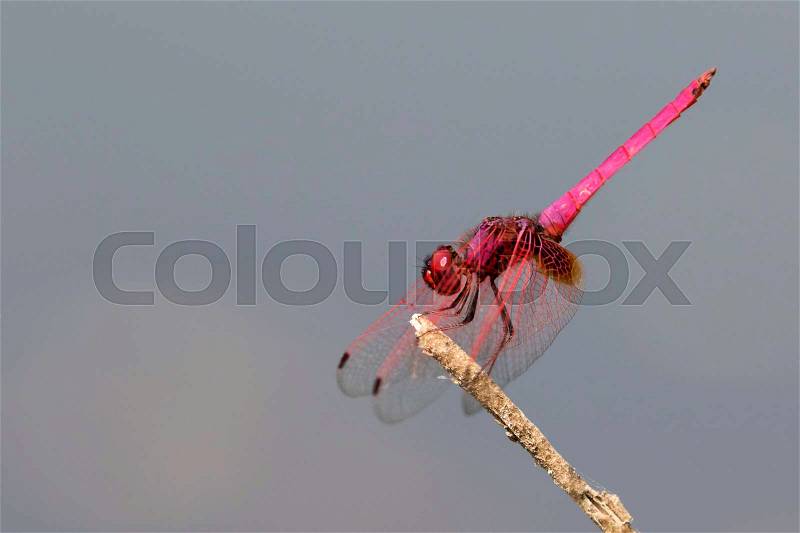Mage of dragonfly perched on a tree branch on nature background. Insect Animals, stock photo