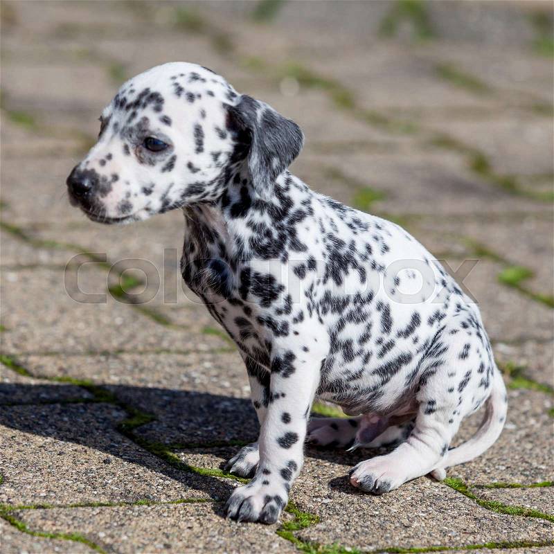 Dalmatian dog. Dalmatian puppy, stock photo