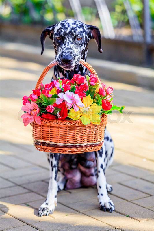 Stock image of 'Dalmatian dog. dog holding a flower in the mouth'