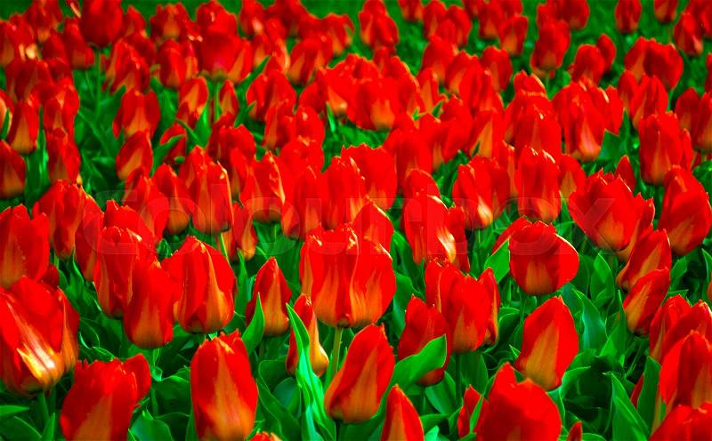 Field of tulips. Field of red tulips. Red tulips. tulips, stock photo