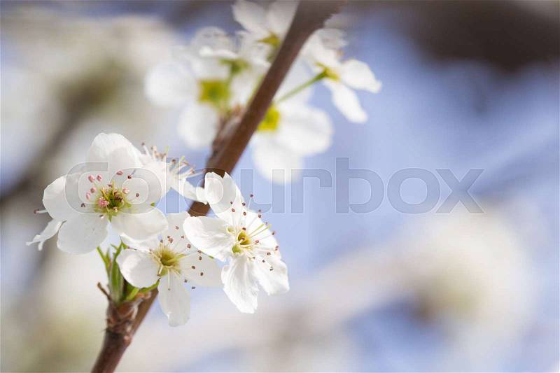 Macro of Early Spring Tree Blossoms with Narrow Depth of Field, stock photo