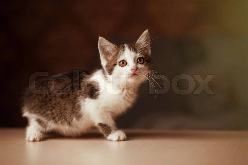 Portrait of little hungry kitty looking at the owner, copy space, stock photo
