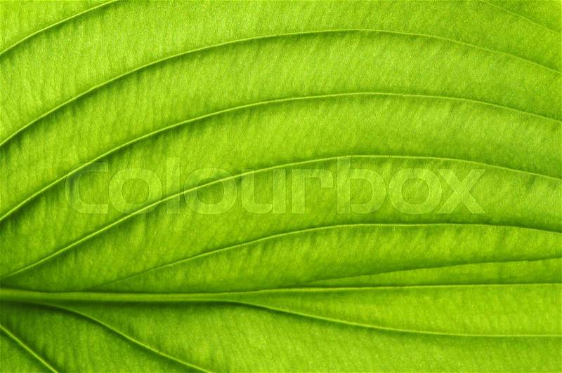 Green leaves background. Leaf texture, stock photo