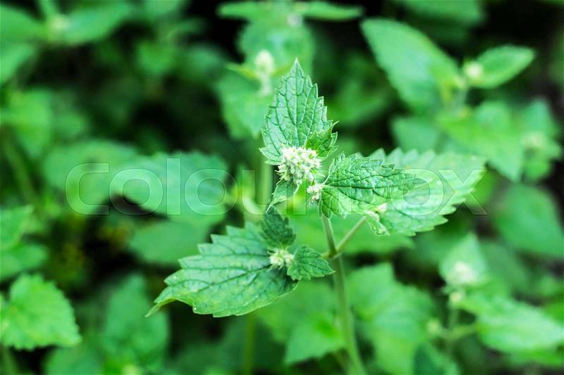 Spicy fragrant garden plants and herbs for cooking. Studio Photo, stock photo