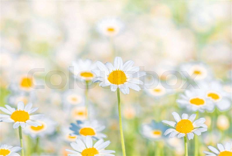 Chamomile field flowers border. Beautiful nature scene with blooming medical chamomilles in sun flare. Alternative medicine Spring Daisy. Beautiful meadow. Summer background, stock photo