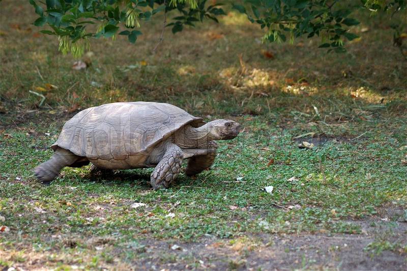 Running turtle with legs blurred, stock photo