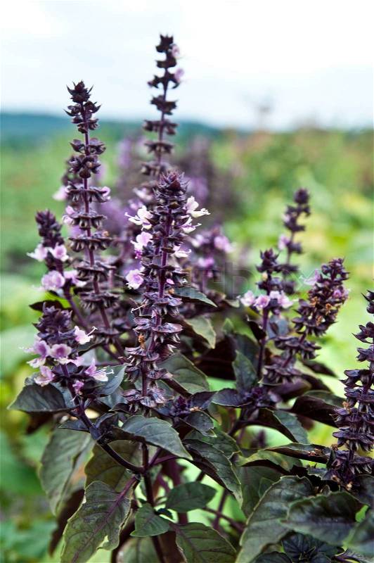 Purple spices grow in the field, stock photo