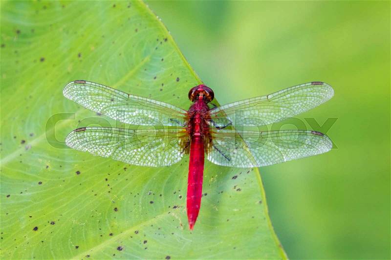 Image of red dragonfly perched on leaves. Insect Animals, stock photo