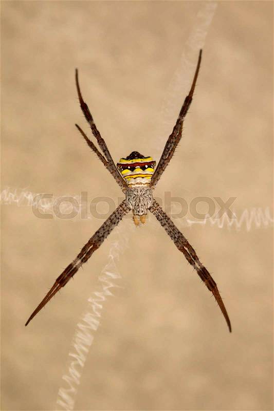 Image of spider on a brown background. Insect Animals, stock photo