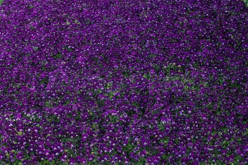 Field of Pansy viola flowers. Flower texture.Top view, stock photo