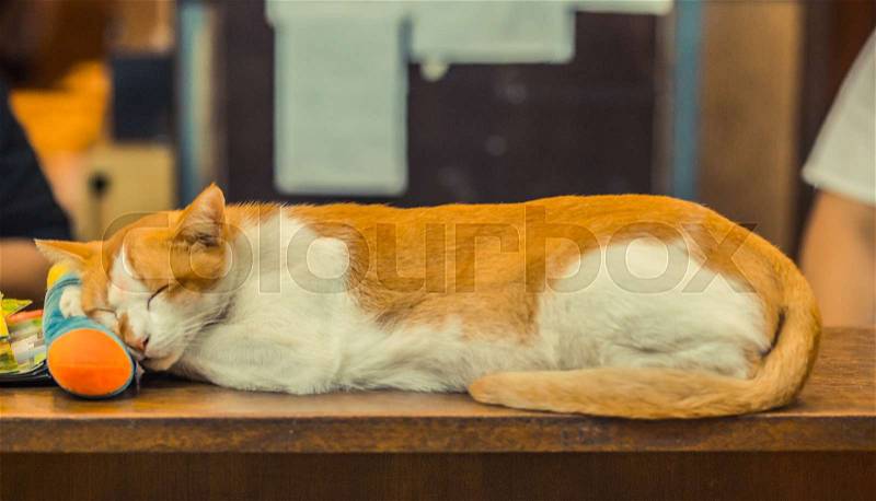 Resting red sleeping cat on the table, stock photo