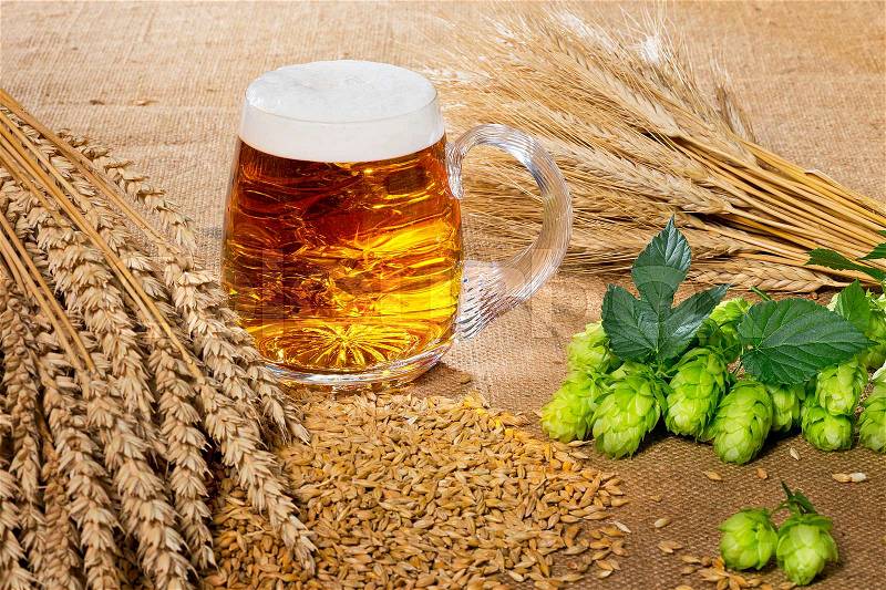 Glass of beer and raw material for beer production, stock photo