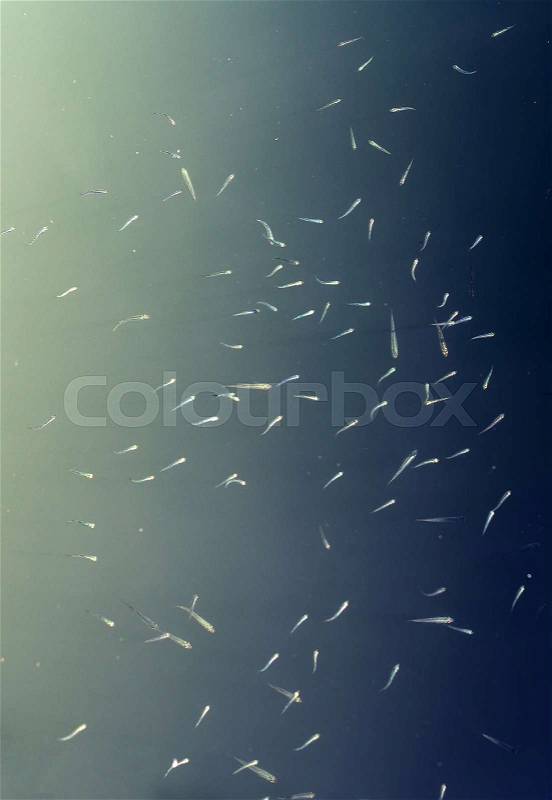 Plenty of small fish in the pond, stock photo