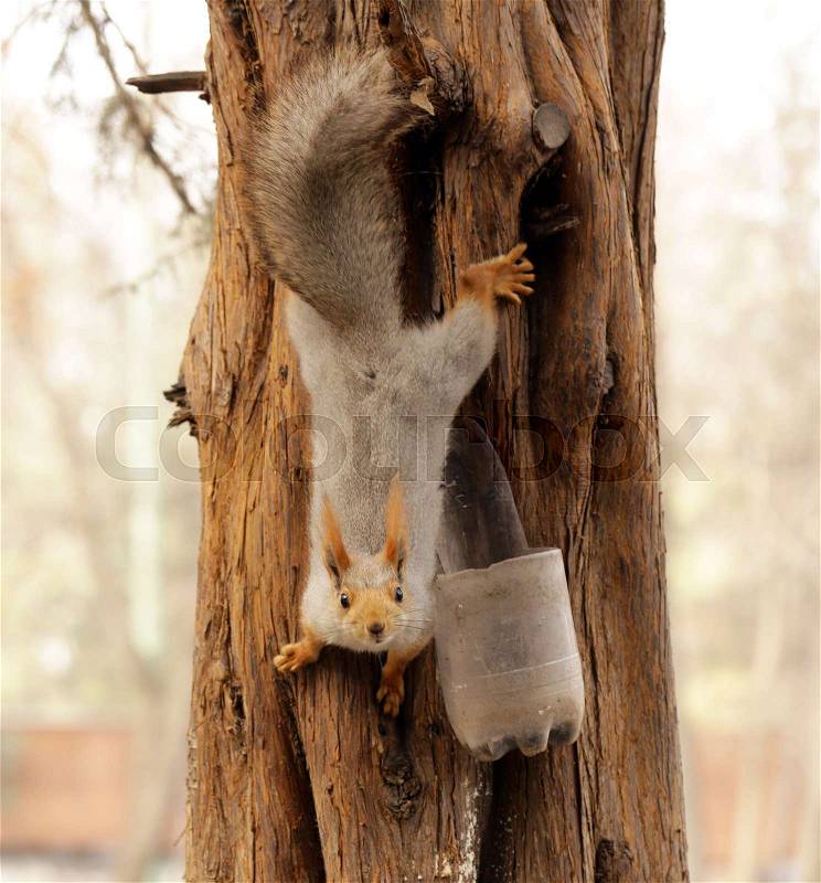 Funny squirrel on the tree eating nuts, stock photo