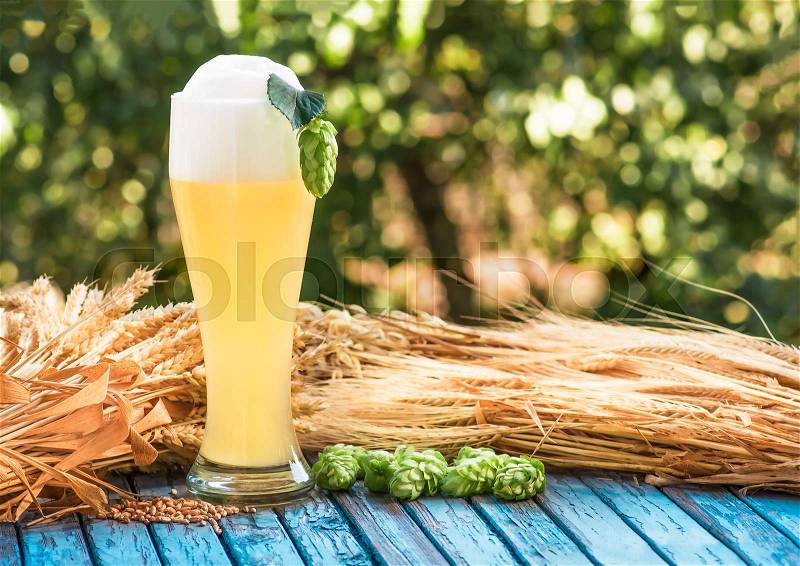 Light foamy beer in a glass and barley ears, and cone hop on natural background. Alcohol, stock photo