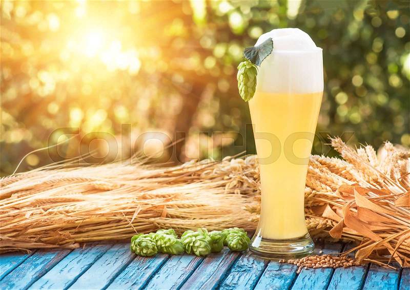 Light foamy beer in a glass and barley ears, and cone hop on natural background. Alcohol, stock photo