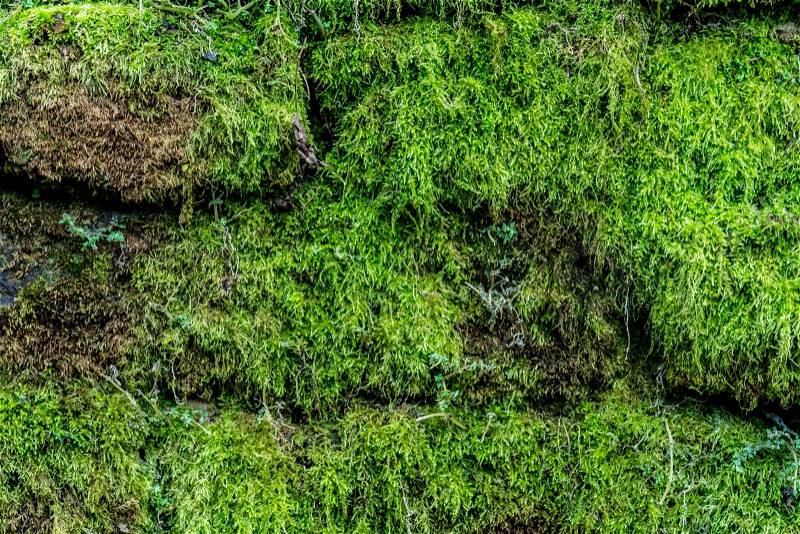 Ancient brown brick wall with moss and small plants, stock photo