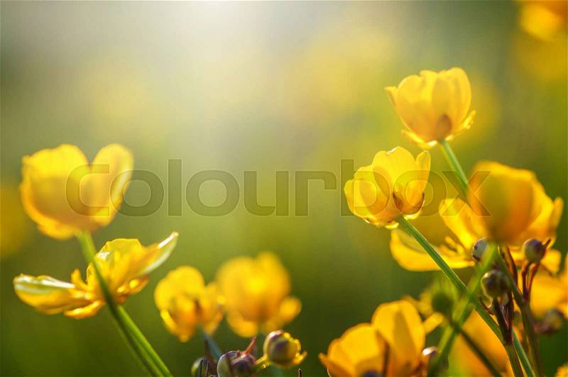 Field of spring flowers and sunlight, stock photo