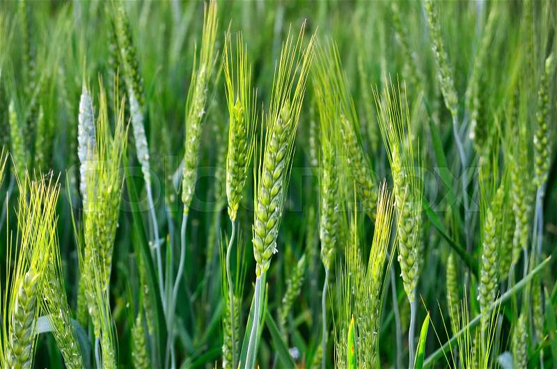 The green ears of cereal crops in the field , stock photo