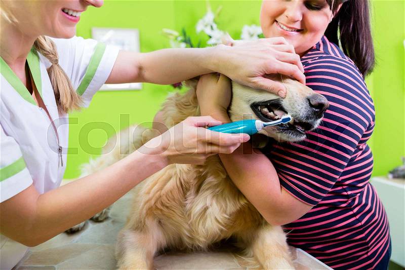Big dog getting dental care by woman at dog parlor, stock photo
