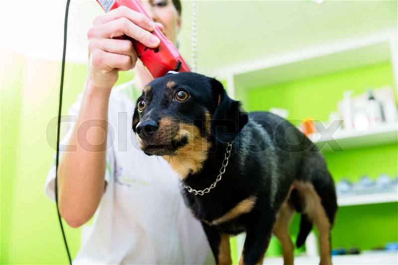 Woman is shearing dog in pet grooming parlor , stock photo